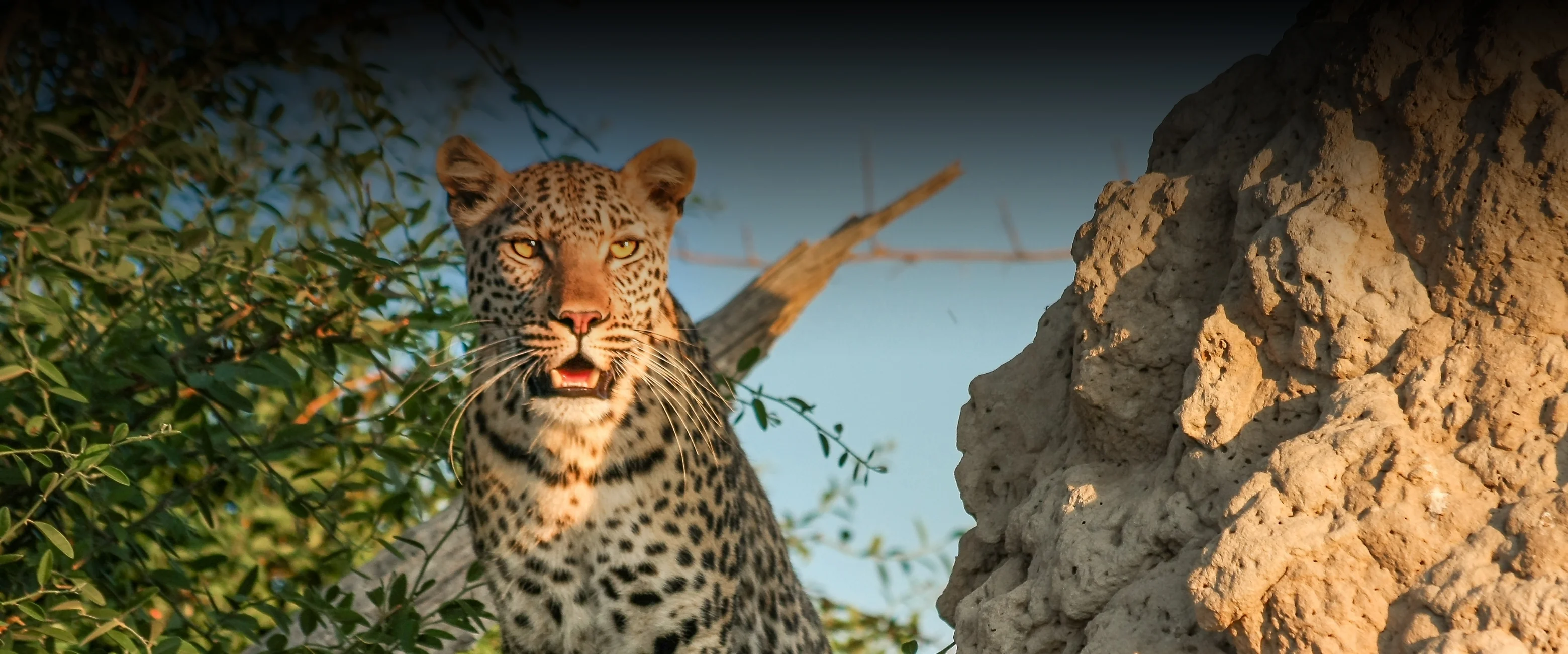Jhalana Leopard Safari